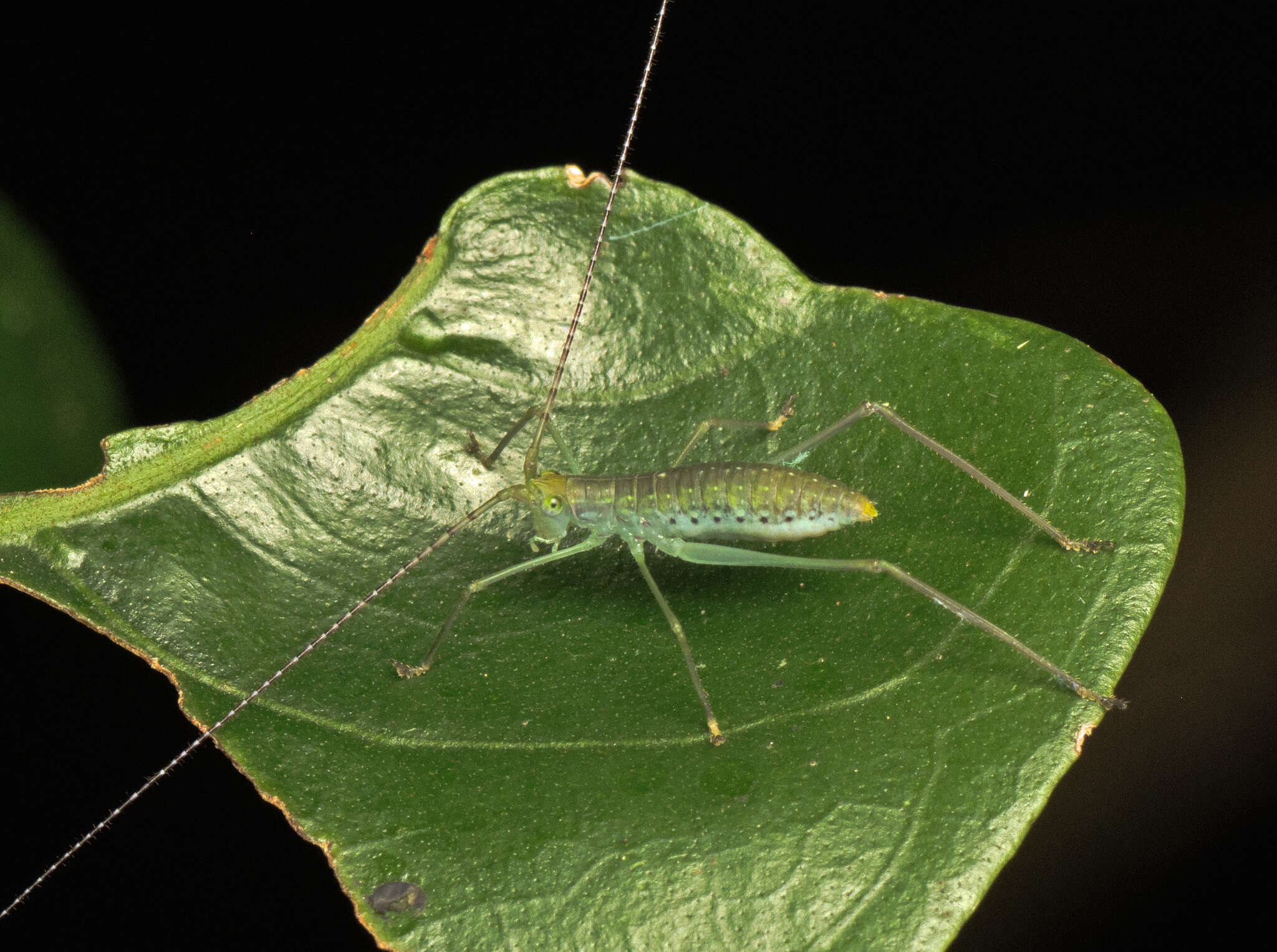 Image of Chloracantha lampra Hebard 1922