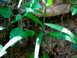 Image of Phyteuma scorzonerifolium Vill.