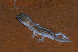 Image of Panther Gecko