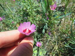 Image of Keck's checkerbloom