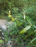 Image of shrubby St. Johnswort