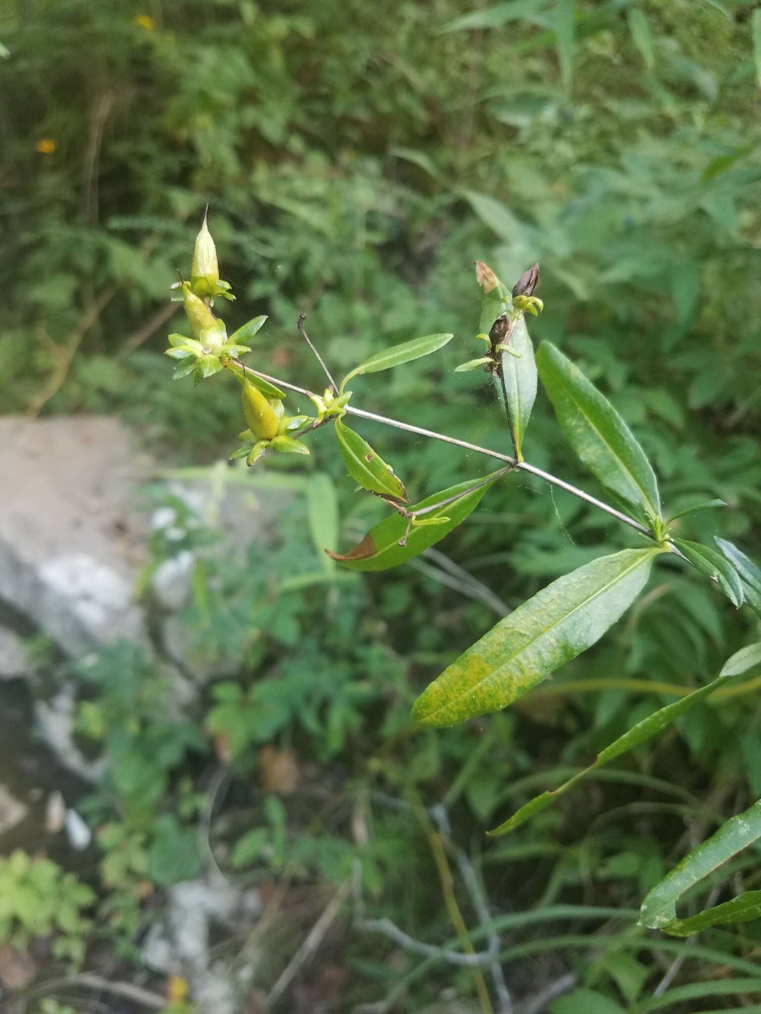 Image of shrubby St. Johnswort