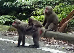 صورة Macaca fuscata yakui Kuroda 1941