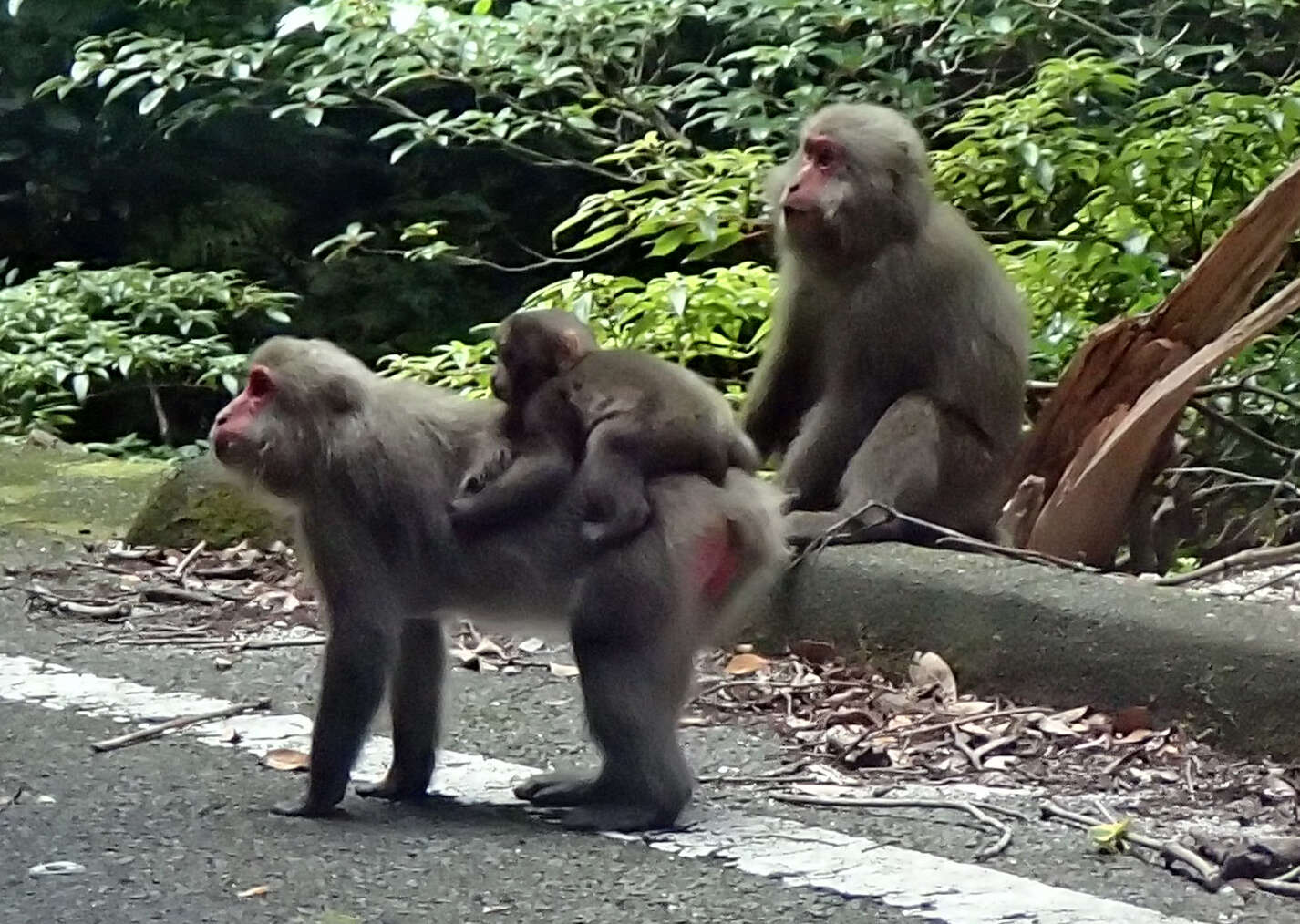 Image of Yakushima Macaque