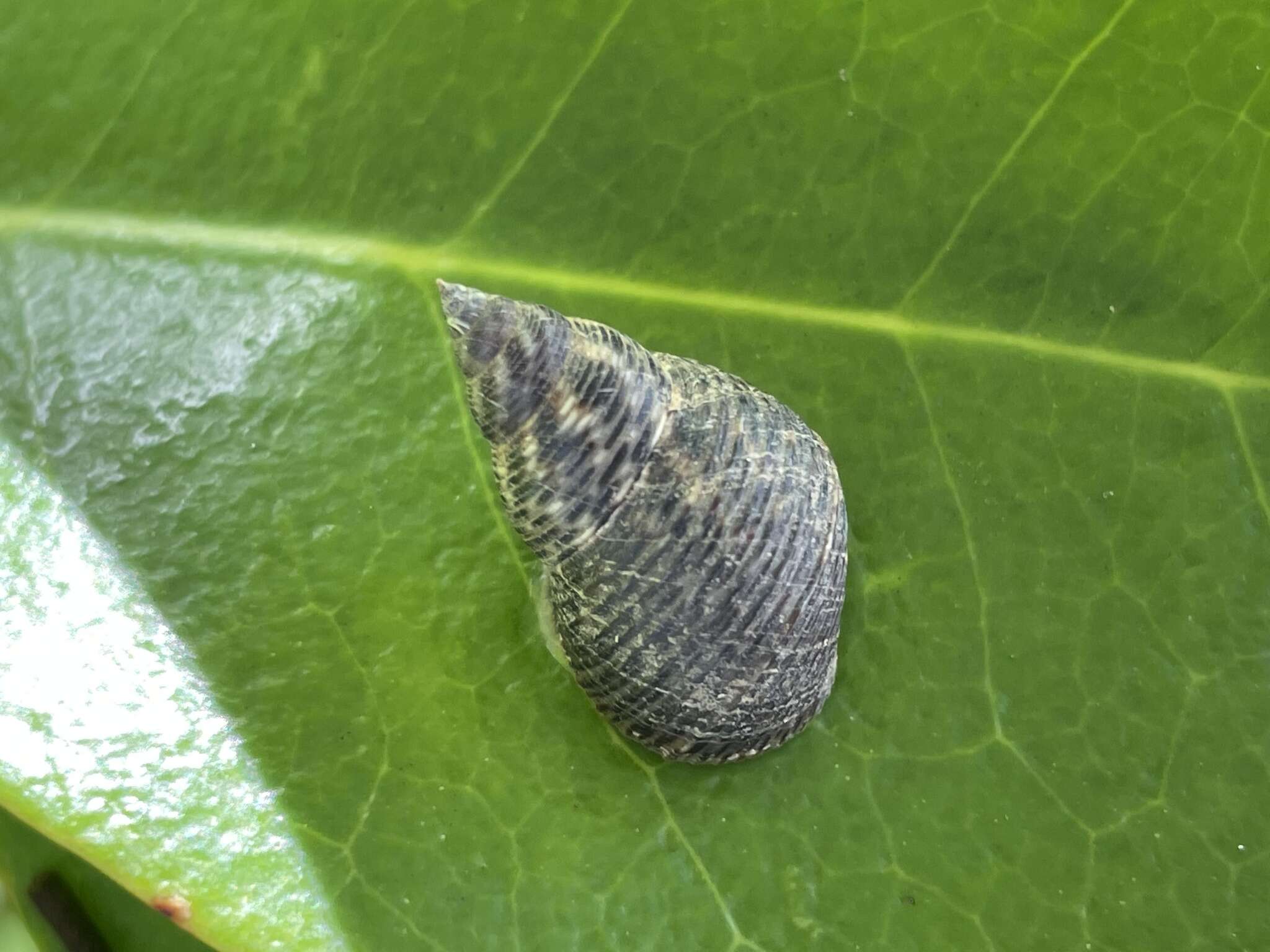 Image of Littoraria scabra (Linnaeus 1758)