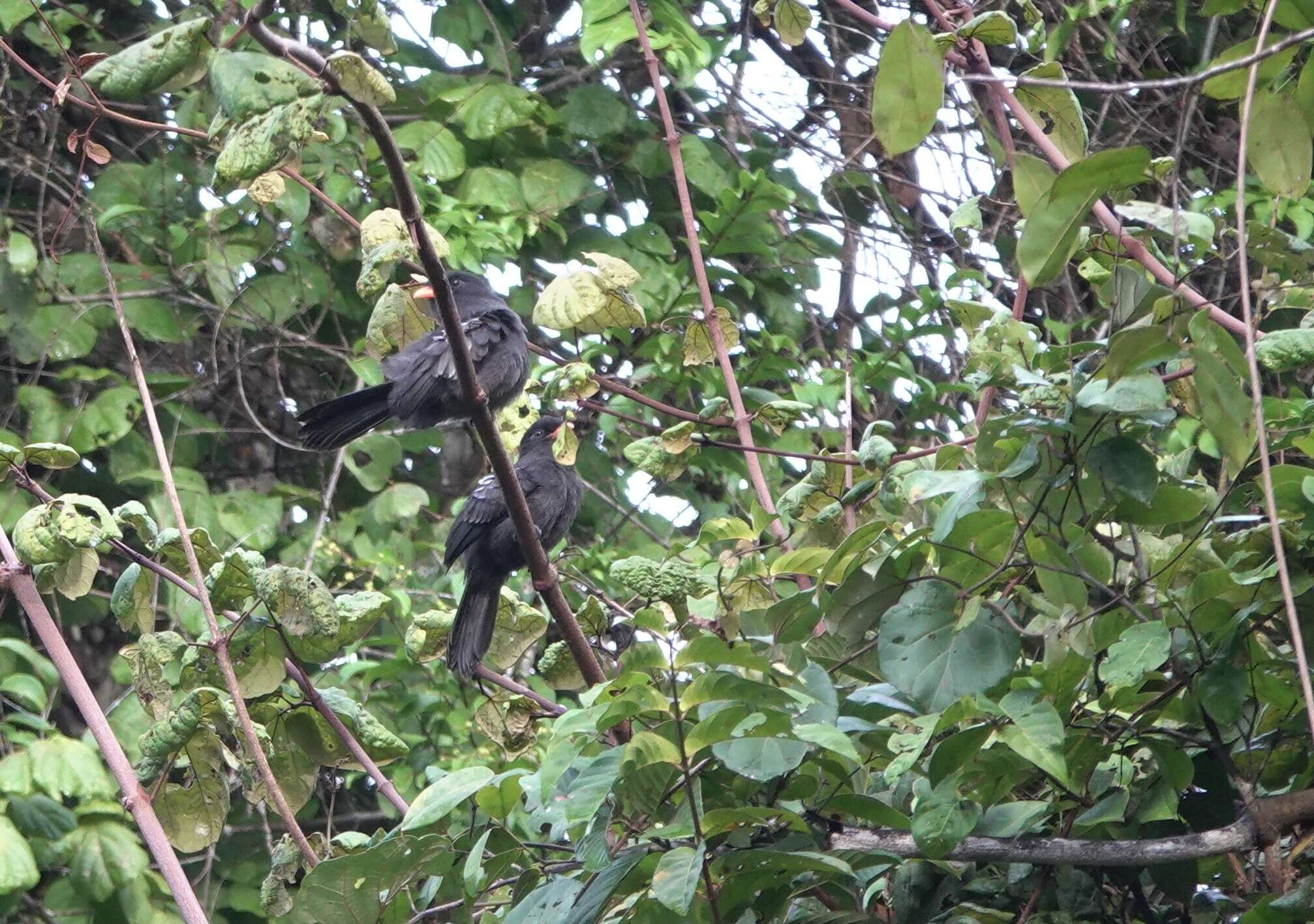 Image of Black Nunbird