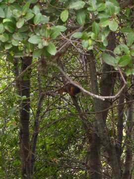 Image of Sciurus subgen. Tenes Thomas 1909