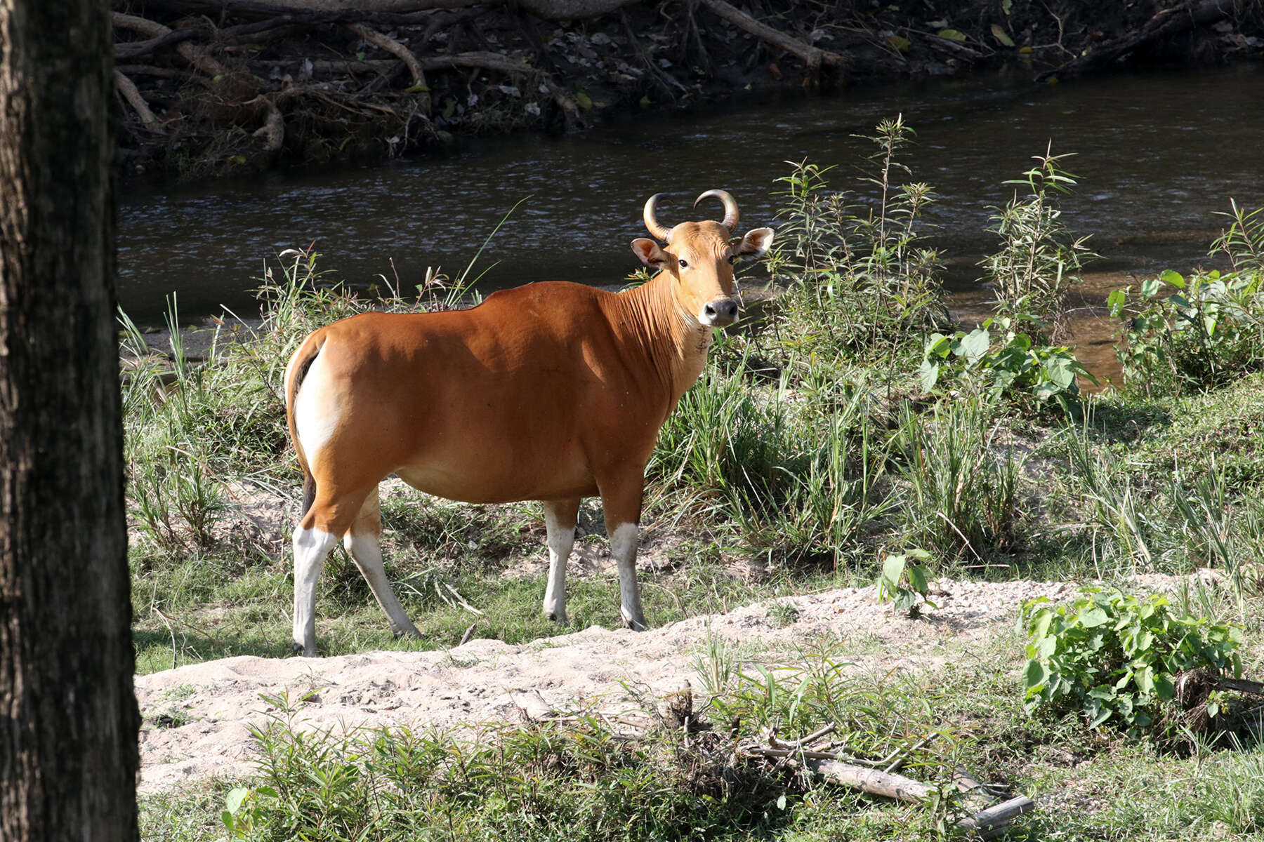 Image of Banteng