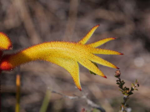 Image of Anigozanthos preissii Endl.