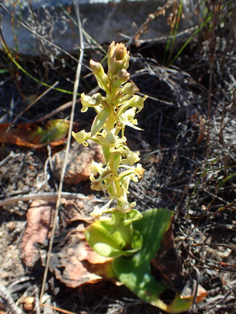 Image de Satyrium humile Lindl.