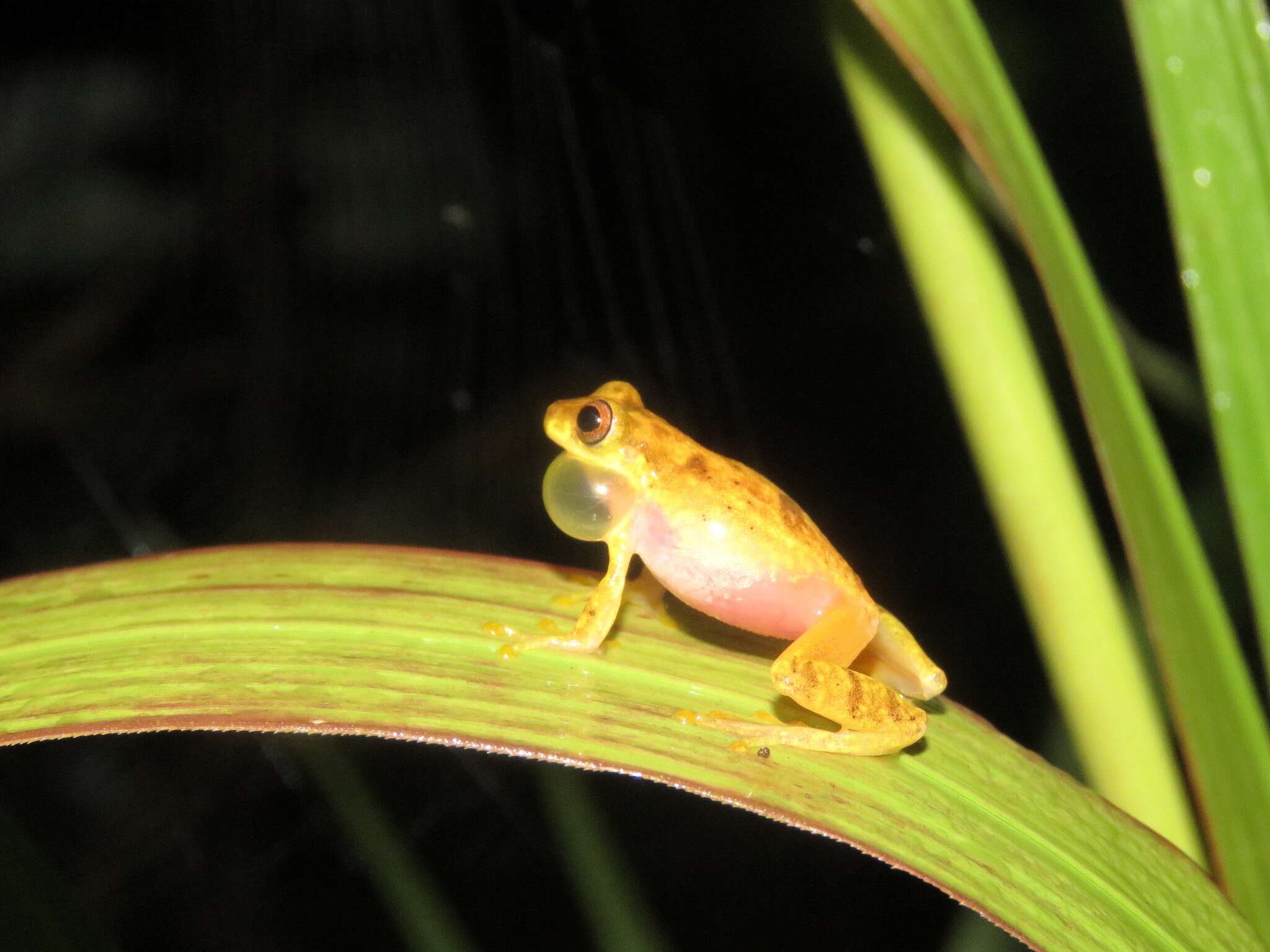 Image of Dendropsophus joannae (Köhler & Lötters 2001)