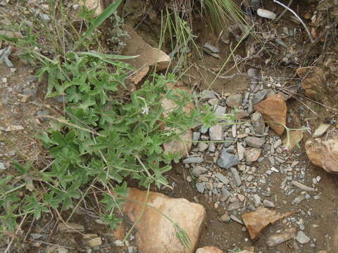 Image of Pelargonium alchemilloides (L.) L'Her. ex Soland.