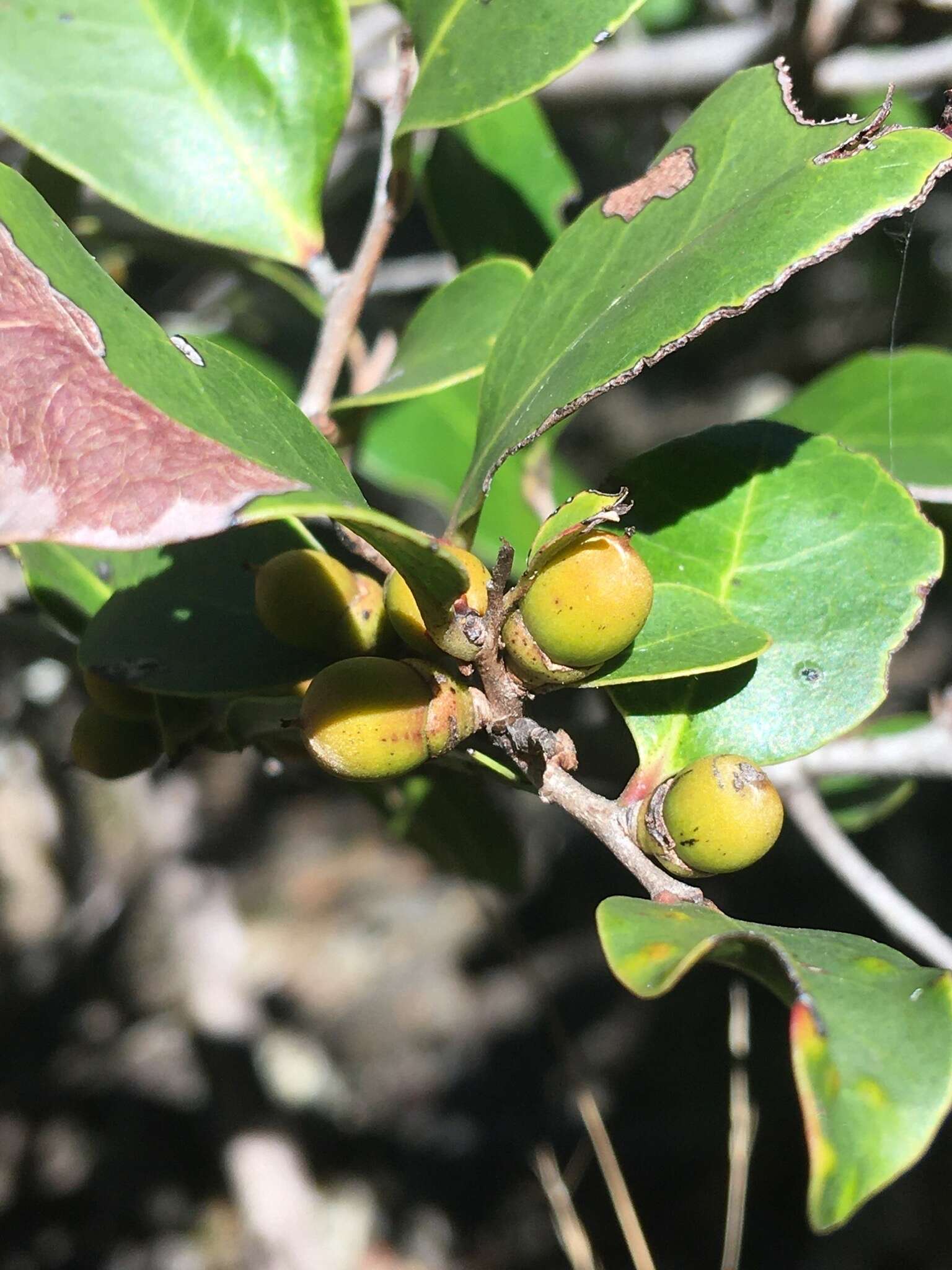 Image de Diospyros geminata (R. Br.) F. Muell.