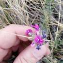 Image of Oxytropis sibajensis