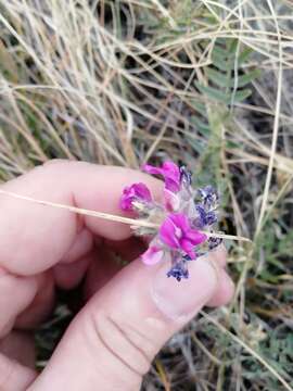 Image of Oxytropis sibajensis