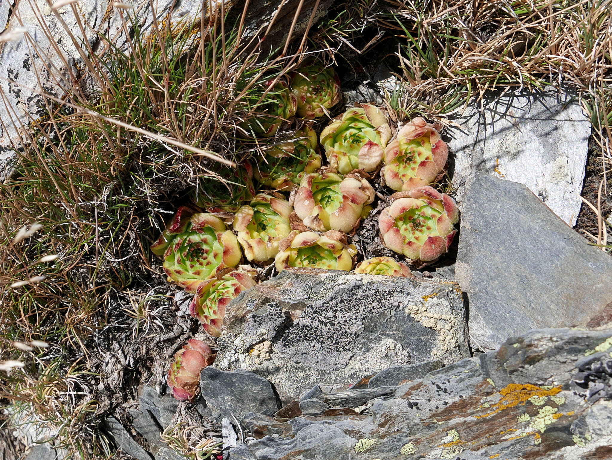 Image of Sempervivum vicentei Pau