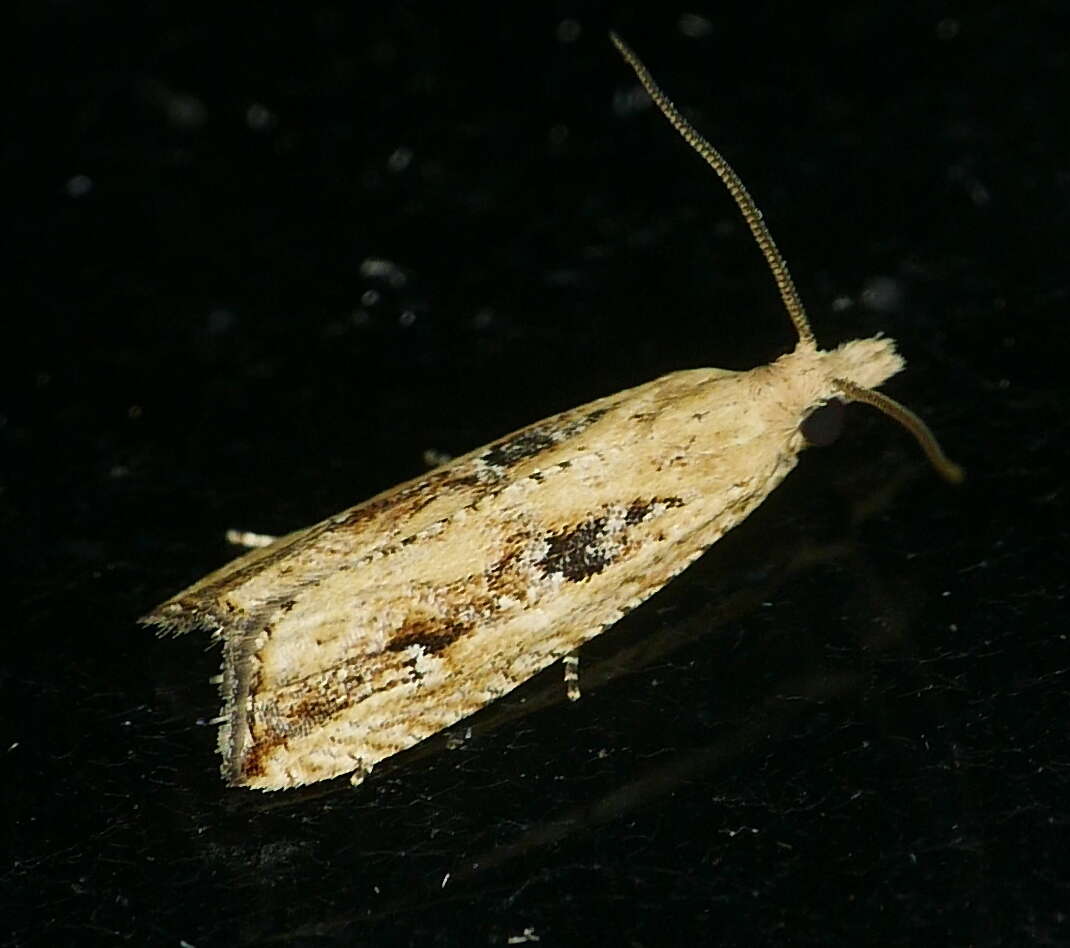 Image of Javelin Moth