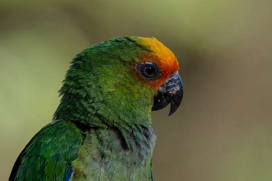 Image of Golden-capped Conure