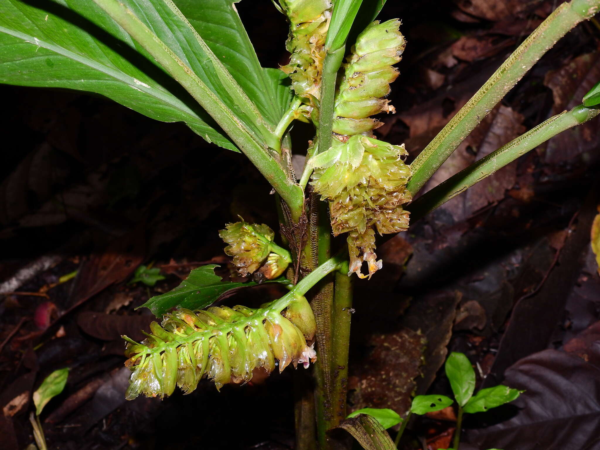 Image of Hylaeanthe unilateralis (Poepp. & Endl.) A. M. E. Jonker & Jonker