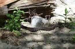 Crotalus oreganus helleri Meek 1905 resmi