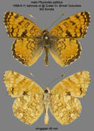 Image de Phyciodes pallida Edwards 1864