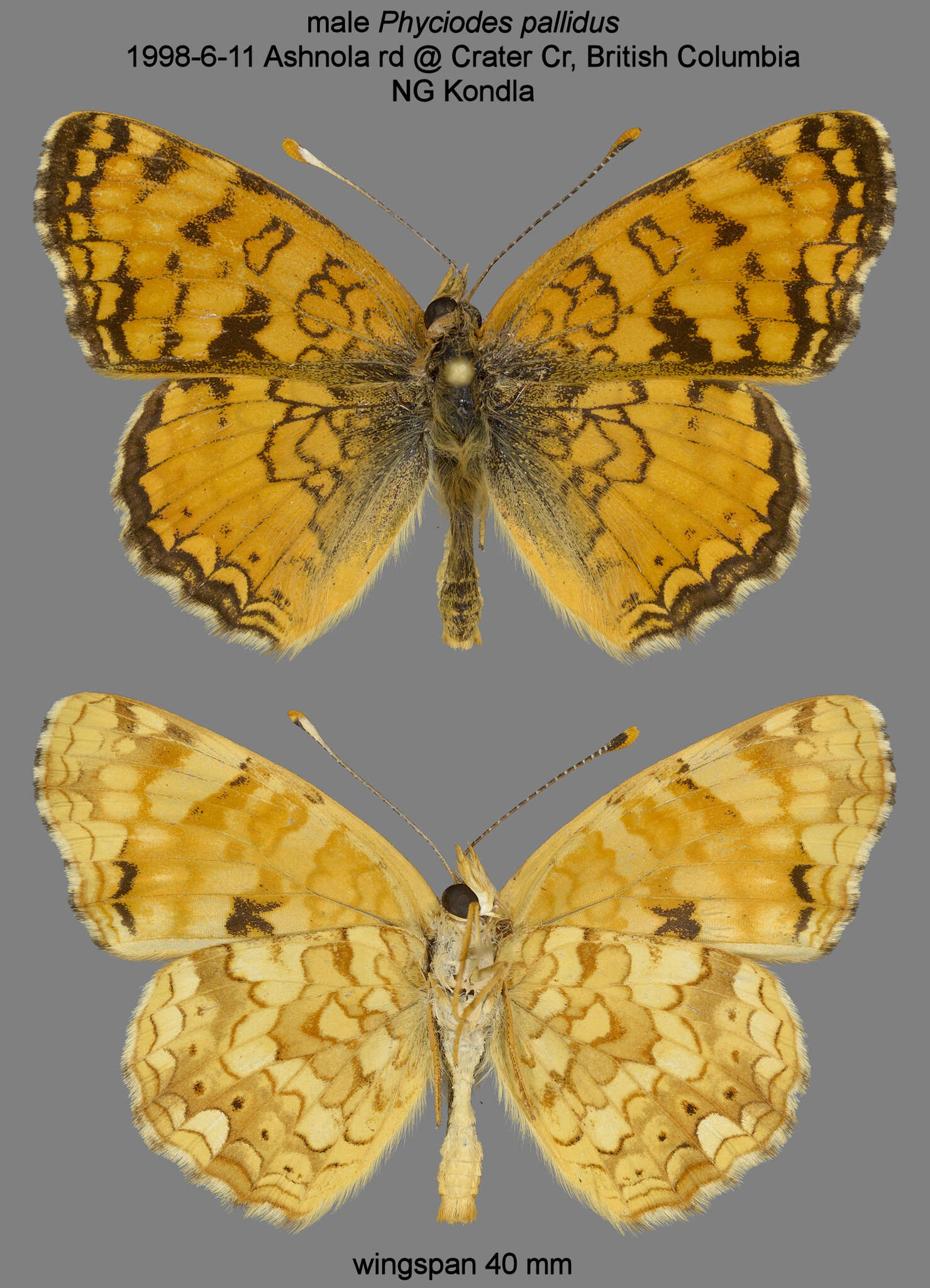 Image de Phyciodes pallida Edwards 1864