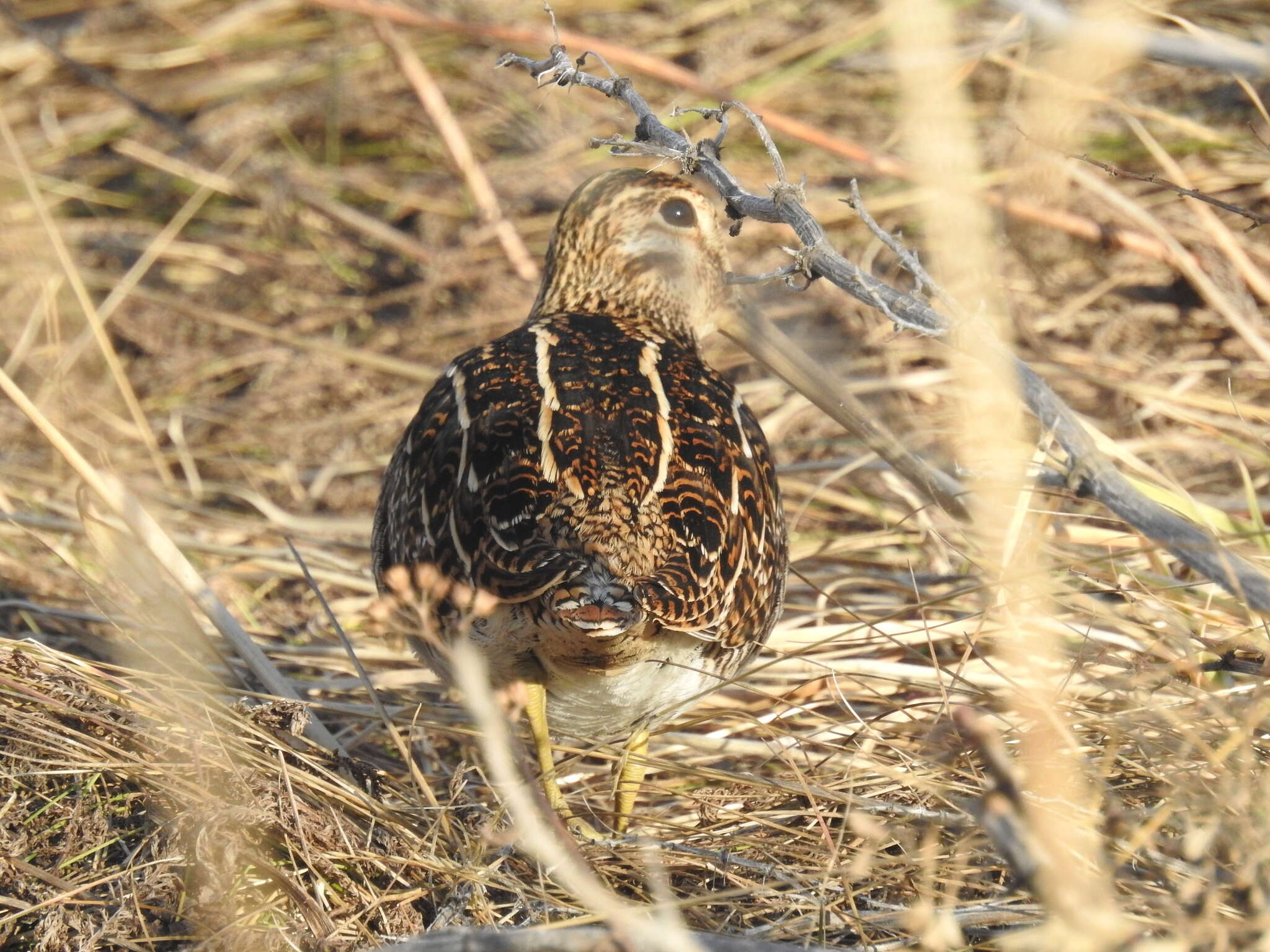 Gallinago magellanica resmi