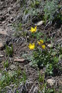 صورة Anemone biflora var. gortschakowii (Kar. & Kir.) Sinno