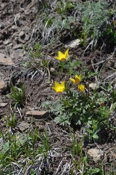 Image of Anemone biflora var. gortschakowii (Kar. & Kir.) Sinno