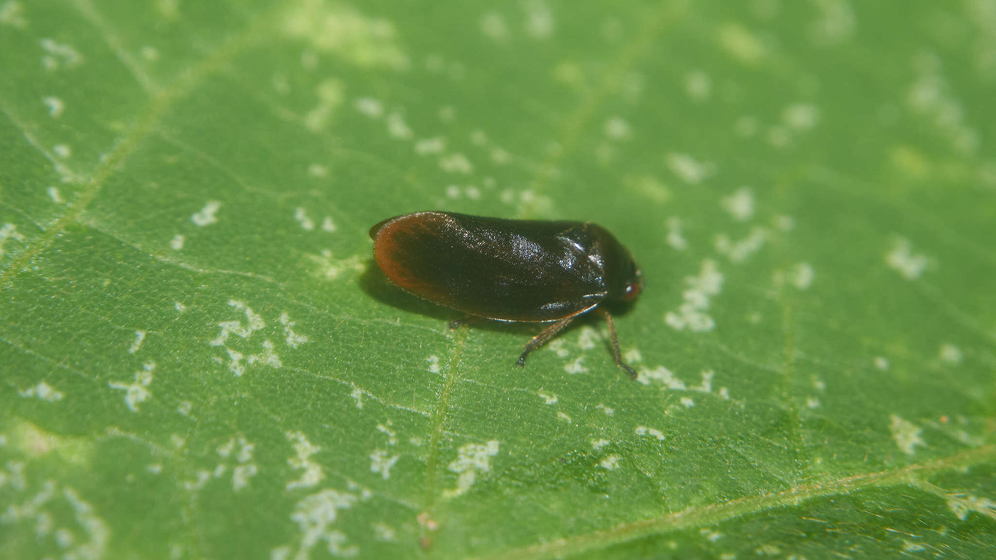 Image of Eoscarta assimilis (Uhler 1896)