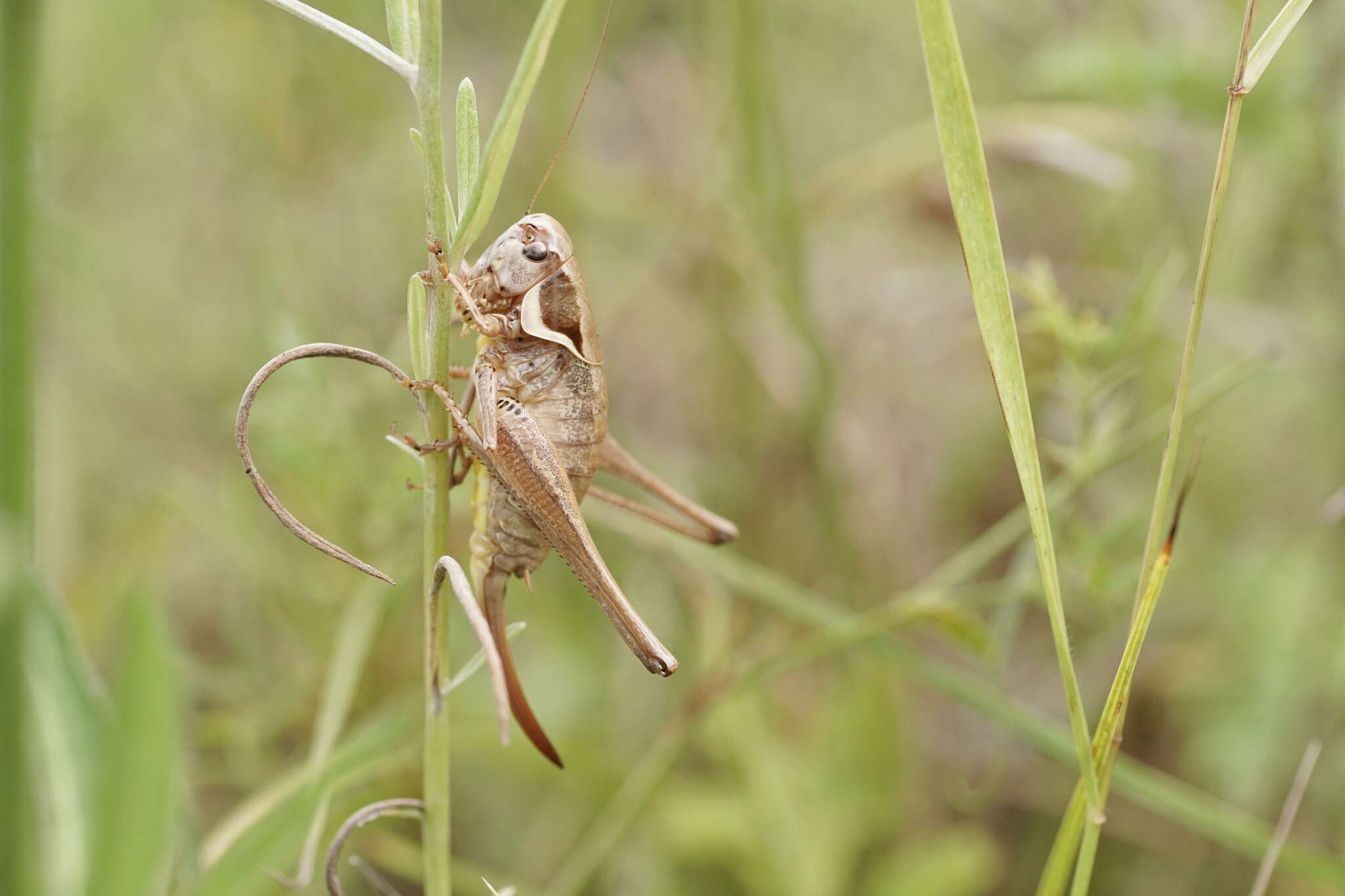 Image de Pholidoptera femorata (Fieber 1853)