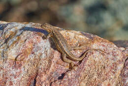 Image of Mountain Swift