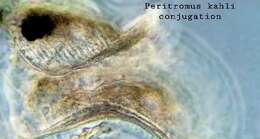 Image of Peritromus kahli