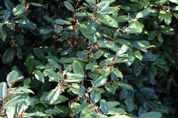 Image of Elaeagnus reflexa E. Morr. & Decne.