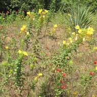 Imagem de Oenothera rhombipetala Nutt. ex Torr. & Gray