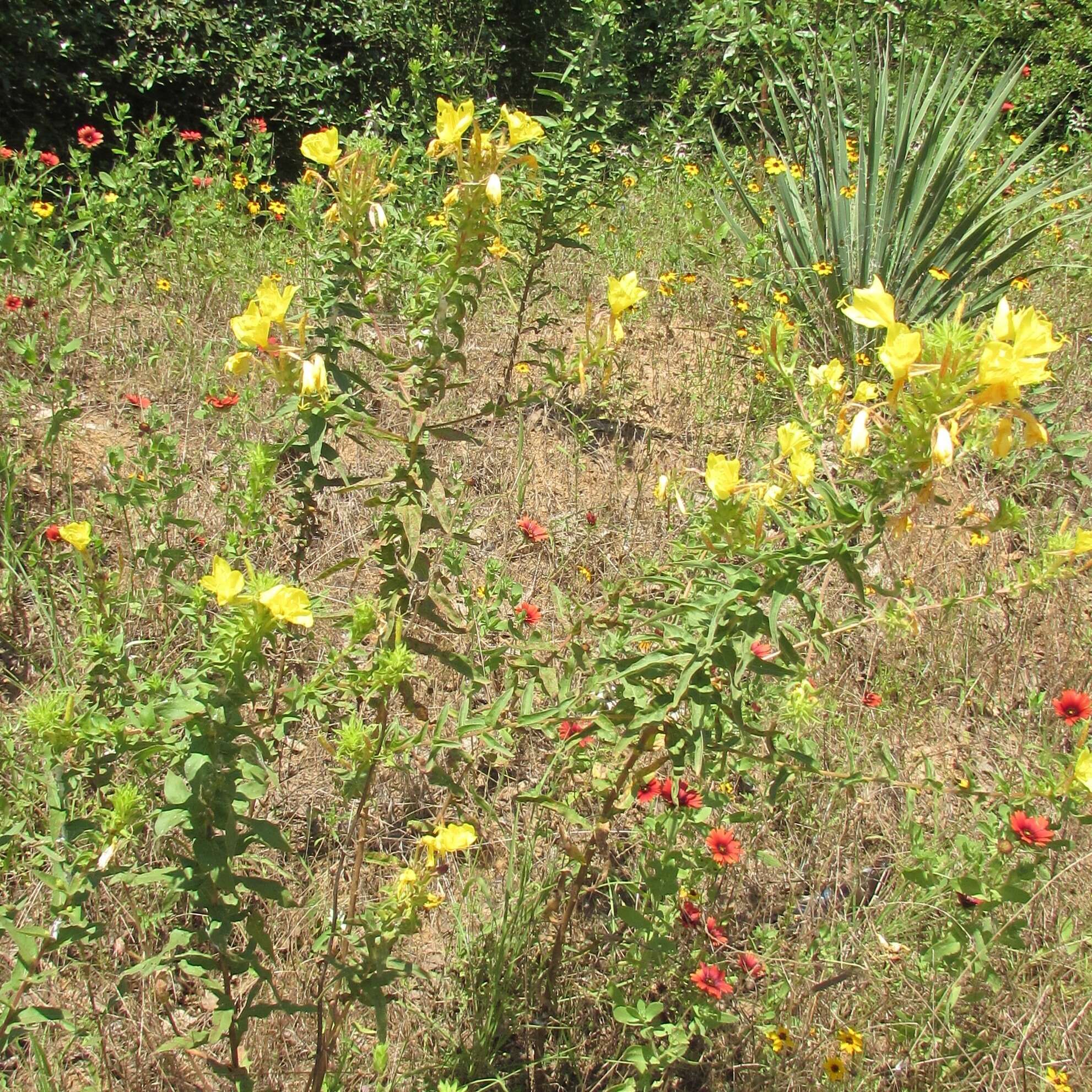 Imagem de Oenothera rhombipetala Nutt. ex Torr. & Gray