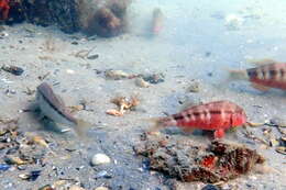 Image of Black-striped goatfish