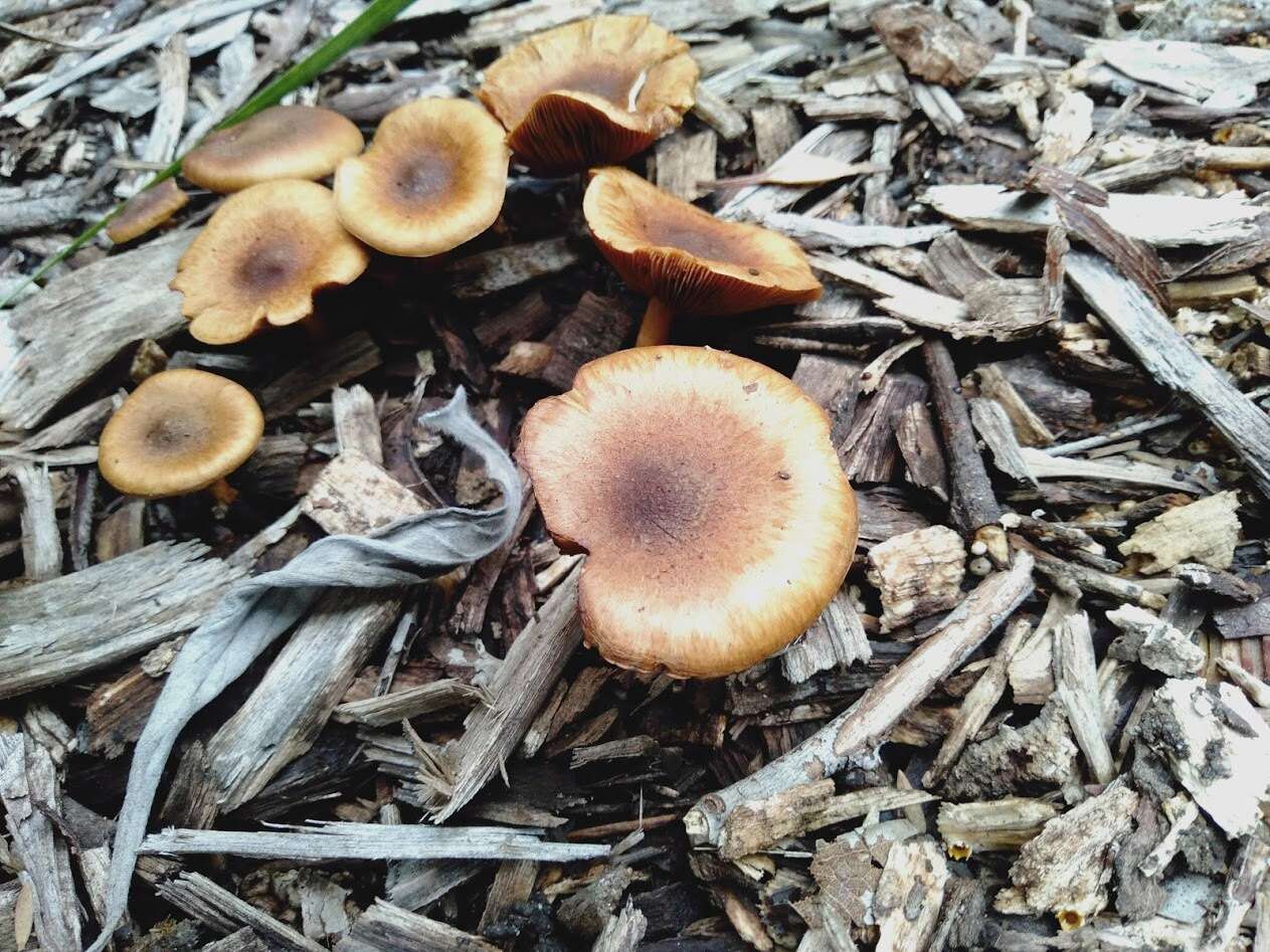 Pholiota communis (Cleland & Cheel) Grgur. 1997 resmi