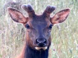 Image of North American elk