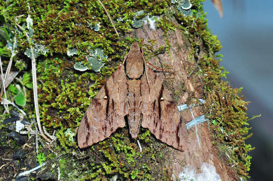 Image de Cerberonoton Zolotuhin & Ryabov 2012