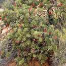 Imagem de Grevillea treueriana F. Müll.