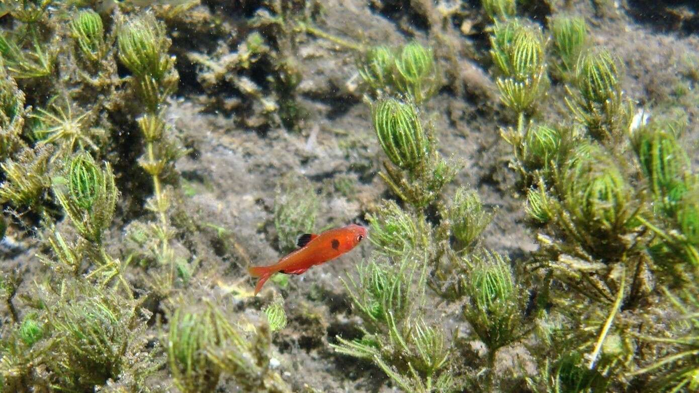 Image of Blood characin