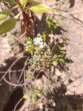 صورة Pimelea declivis C. J. Burrows