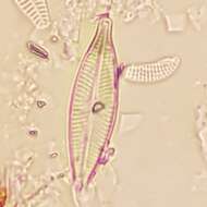 Image of Navicula capitatoradiata