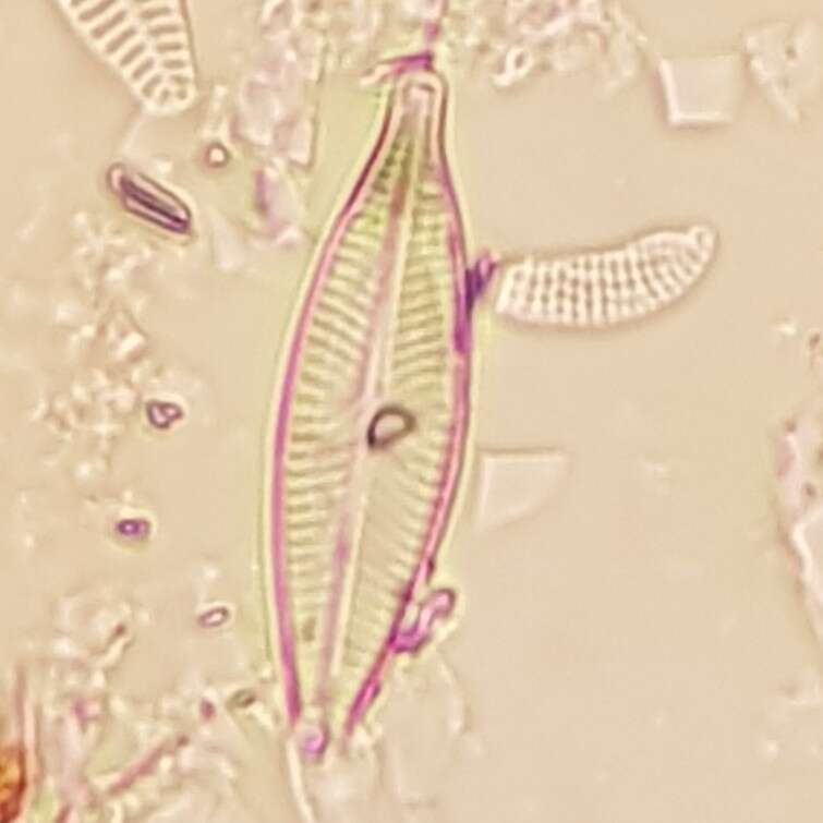 Image of Navicula capitatoradiata