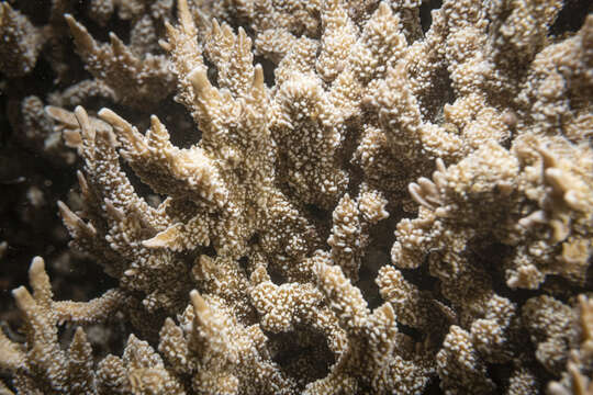 Image of pore coral