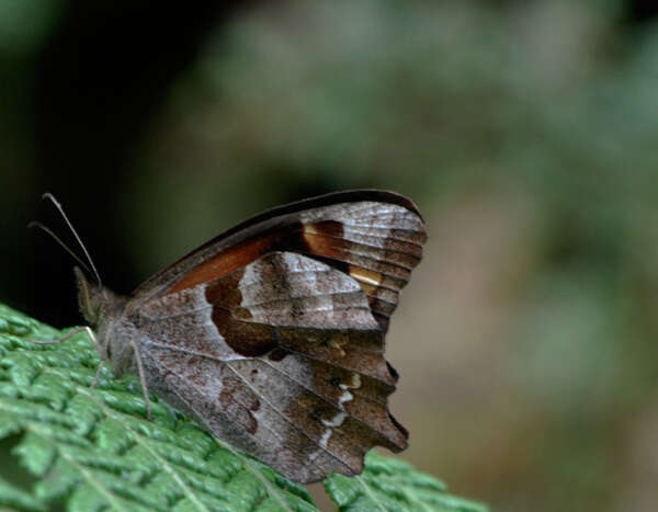 Image of Lasiophila zapatoza semipartita Weymer 1911