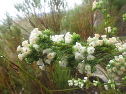 Image of Erica denticulata L.