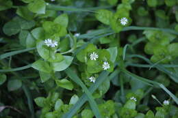 Image of common chickweed