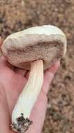 Image of Pale bitter bolete